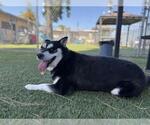Small #1 Siberian Husky Mix