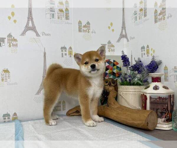 Medium Photo #2 Shiba Inu Puppy For Sale in CHINO HILLS, CA, USA