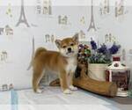 Small Photo #2 Shiba Inu Puppy For Sale in CHINO HILLS, CA, USA