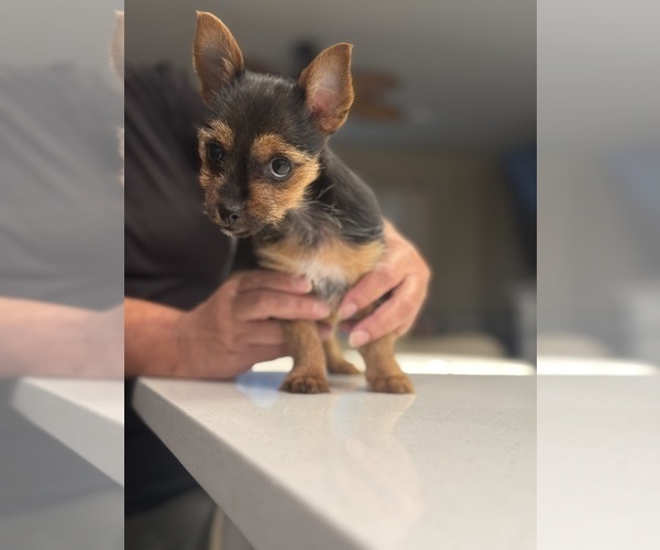 Medium Photo #12 Yorkshire Terrier Puppy For Sale in GREENVILLE, SC, USA