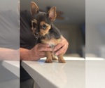 Small #11 Yorkshire Terrier