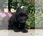 Small #4 Lhasa Apso-Poodle (Toy) Mix