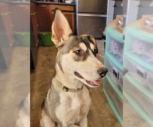 Zia - Female Siberian Husky-Unknown Mix Dog for Adoption - Photo #3