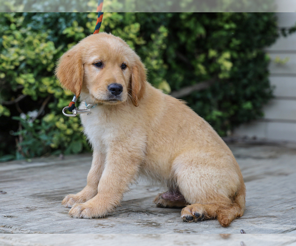 Medium Photo #3 Golden Retriever Puppy For Sale in LIBERTY, KY, USA