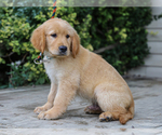 Small #2 Golden Retriever