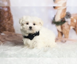 Maltese Puppy for sale in WARSAW, IN, USA