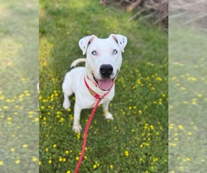Winter - Female American Pit Bull Terrier-Catahoula Leopard Dog Mix Dog for Adoption - Photo #5