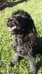 Small Photo #1 Goldendoodle Puppy For Sale in FORT LAUDERDALE, FL, USA