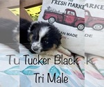Small Photo #3 Australian Shepherd Puppy For Sale in CONWAY, SC, USA
