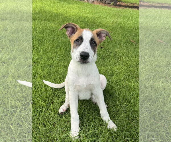 Medium Photo #3 Great Pyrenees Puppy For Sale in Newport Beach, CA, USA