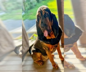 Mother of the Bloodhound puppies born on 08/16/2025