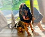 Small Photo #1 Bloodhound Puppy For Sale in MOUNT AIRY, MD, USA