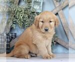 Small Photo #3 Golden Retriever Puppy For Sale in BIGLERVILLE, PA, USA
