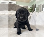 Small #3 Labrador Retriever