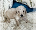 Small #3 Goldendoodle