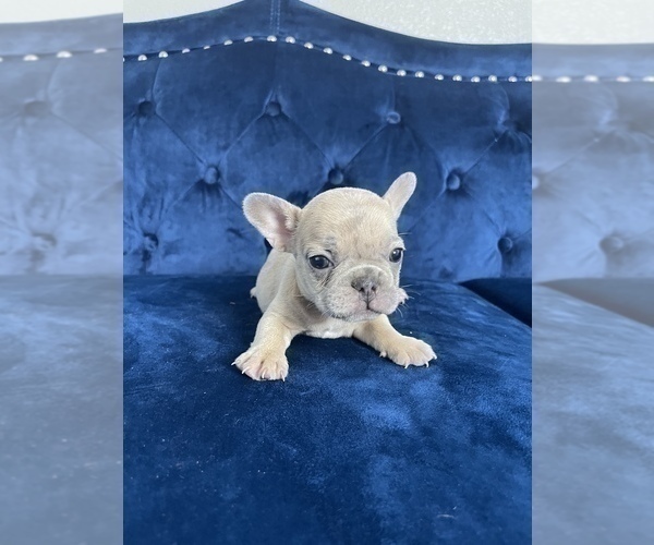 Medium Photo #41 French Bulldog Puppy For Sale in EMPIRE STATE, NY, USA