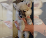 Small Photo #58 Pomsky Puppy For Sale in LOVELAND, CO, USA