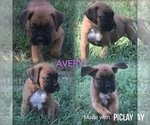 Small Photo #1 Boxer Puppy For Sale in SHELL KNOB, MO, USA