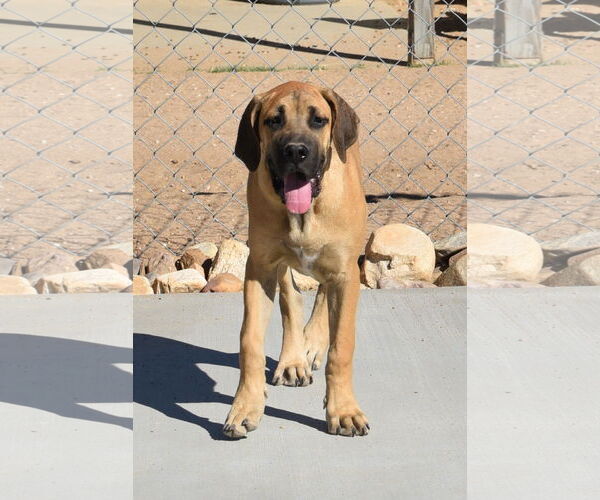 Medium Photo #1 Mutt Puppy For Sale in Hesperia, CA, USA