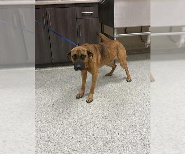 Medium Photo #1 German Shepherd Dog-Unknown Mix Puppy For Sale in Conroe, TX, USA