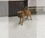 Small German Shepherd Dog Mix