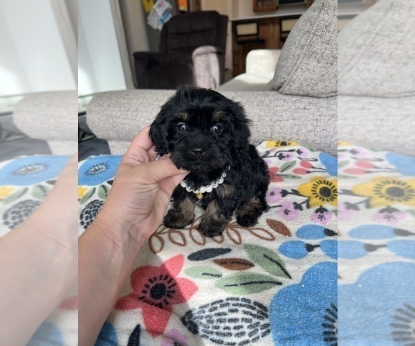 Medium Photo #2 Cavapoo Puppy For Sale in BELDING, MI, USA