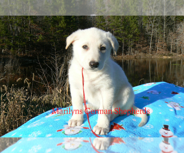 Medium Photo #1 German Shepherd Dog Puppy For Sale in PIEDMONT, MO, USA