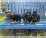 Small Photo #1 German Shepherd Dog Puppy For Sale in MOUNT VERNON, TX, USA
