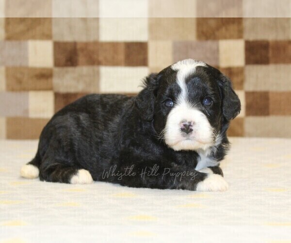 Medium Photo #2 Bernedoodle (Miniature) Puppy For Sale in DENVER, PA, USA