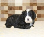 Small #1 Bernedoodle (Miniature)