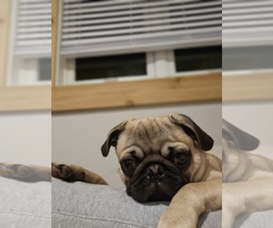 Pug Puppy for sale in WARREN, OH, USA
