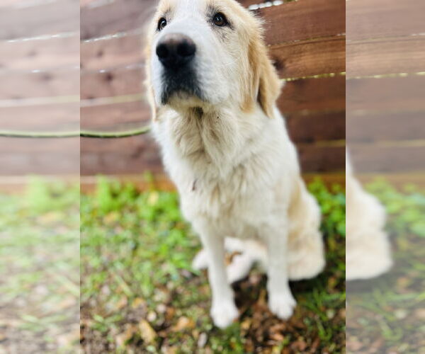 Medium Photo #4 Great Pyrenees Puppy For Sale in Spring, TX, USA