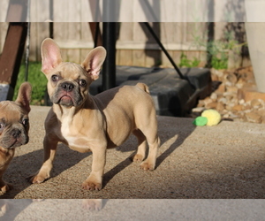 French Bulldog Puppy for sale in HOUSTON, TX, USA