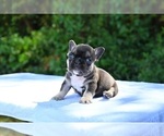 Small Photo #13 French Bulldog Puppy For Sale in DECATUR, GA, USA