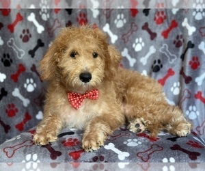 Miniature Labradoodle Puppy for sale in LAKELAND, FL, USA