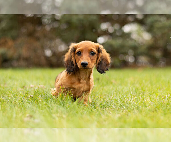 Medium Photo #1 Dachshund Puppy For Sale in WARSAW, IN, USA