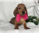 Small Photo #3 Dachshund Puppy For Sale in CEDAR LANE, PA, USA