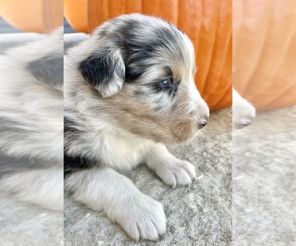 Medium Photo #3 Australian Shepherd Puppy For Sale in LODA, IL, USA