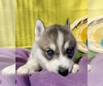 Image preview for Ad Listing. Nickname: Mias puppy 6
