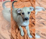 Small Photo #4 Beagle Puppy For Sale in Southbury, CT, USA