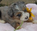 Small Photo #1 Aussiedoodle Miniature  Puppy For Sale in ROSCOMMON, MI, USA