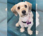 Small #4 Maltese