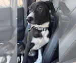Small #4 Labrador Retriever Mix