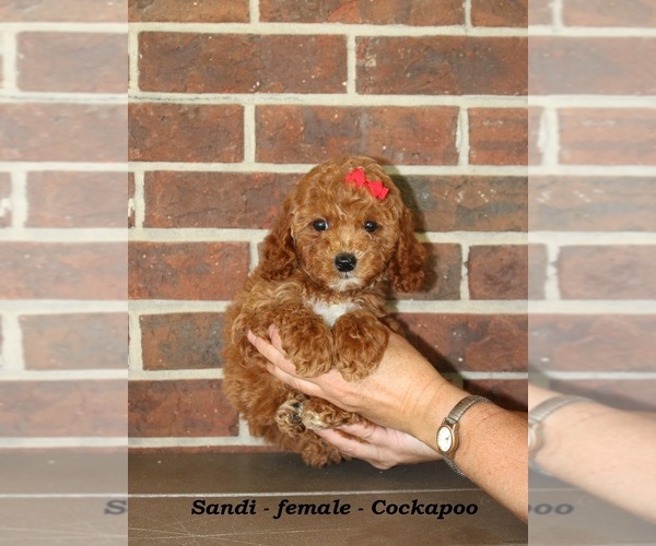 Medium Photo #2 Cockapoo (Miniature) Puppy For Sale in CLARKRANGE, TN, USA
