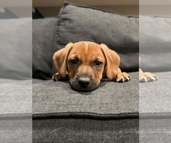 Medium Photo #3 Mutt Puppy For Sale in Plainfield, IL, USA