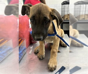 Mutt Dogs for adoption in San Bernardino, CA, USA