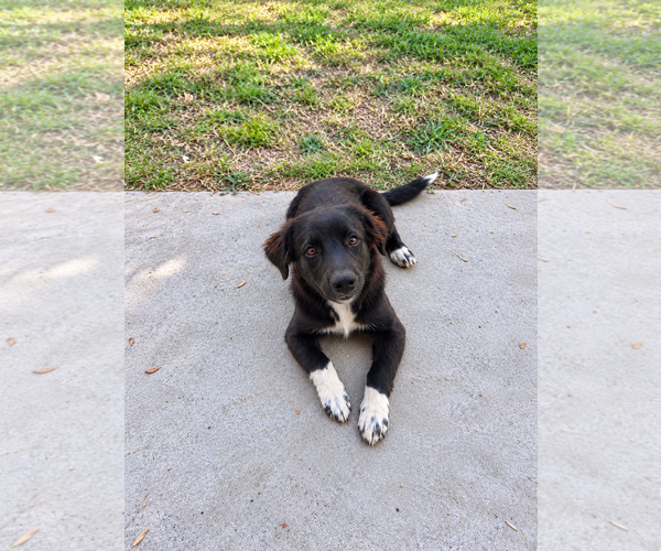 Medium Photo #4 German Wirehaired Pointer Puppy For Sale in Dallas, TX, USA