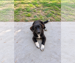 Small Photo #4 German Wirehaired Pointer Puppy For Sale in Dallas, TX, USA