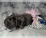 Small Photo #32 French Bulldog Puppy For Sale in MIMS, FL, USA