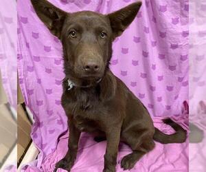 German Shepherd Dog-Unknown Mix Dogs for adoption in Modesto, CA, USA